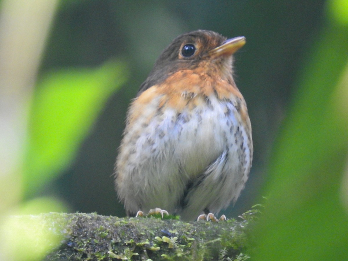 Ochre-breasted Antpitta - ML236930901