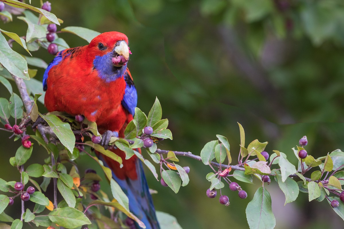 Crimson Rosella - ML236931491