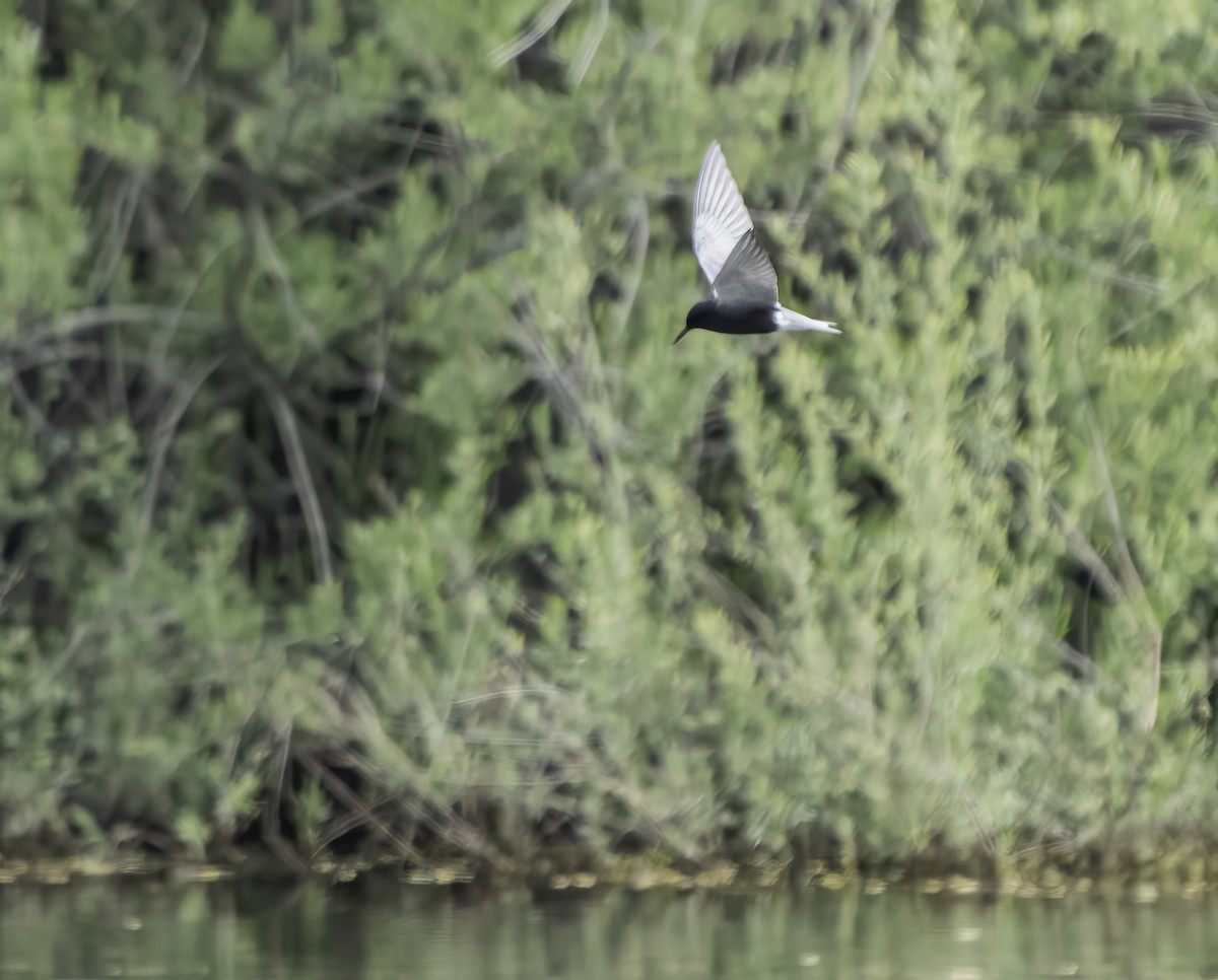 Black Tern - ML236931891