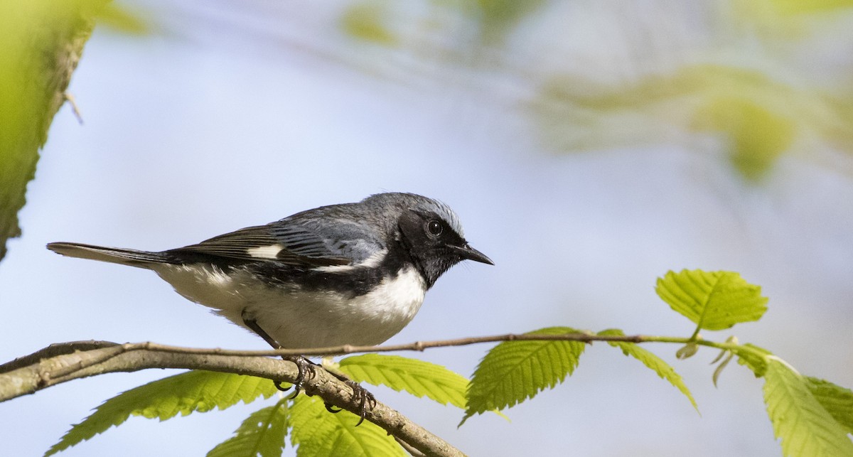 Black-throated Blue Warbler - ML236932581