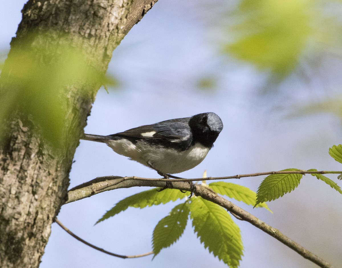 Black-throated Blue Warbler - ML236932601