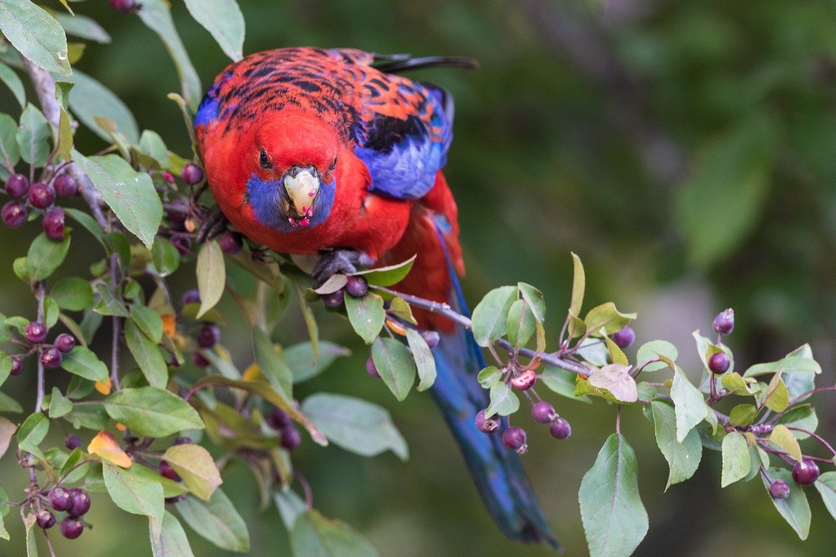 Crimson Rosella - ML236933461