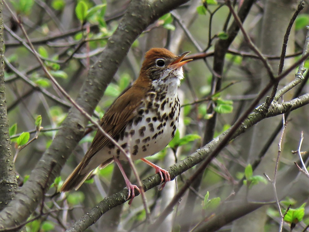 Wood Thrush - ML236933501