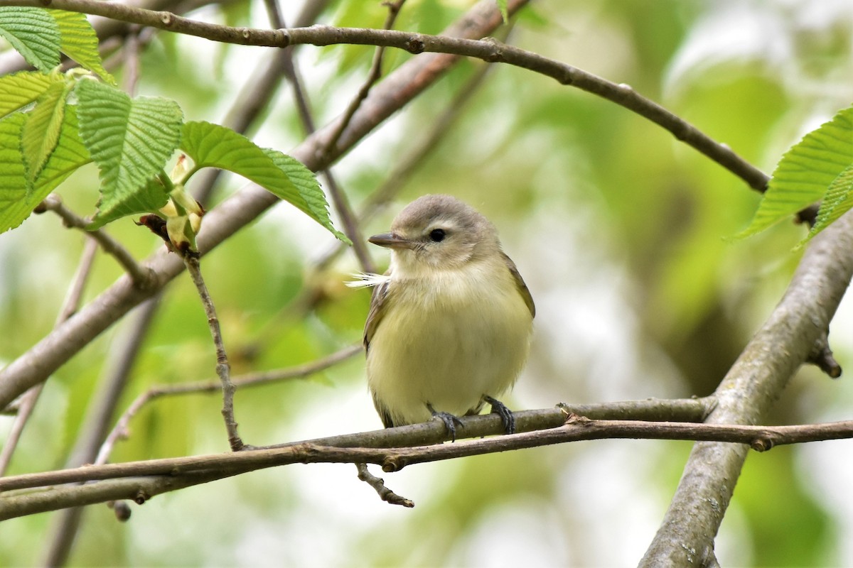 Warbling Vireo - Richard Chirichiello