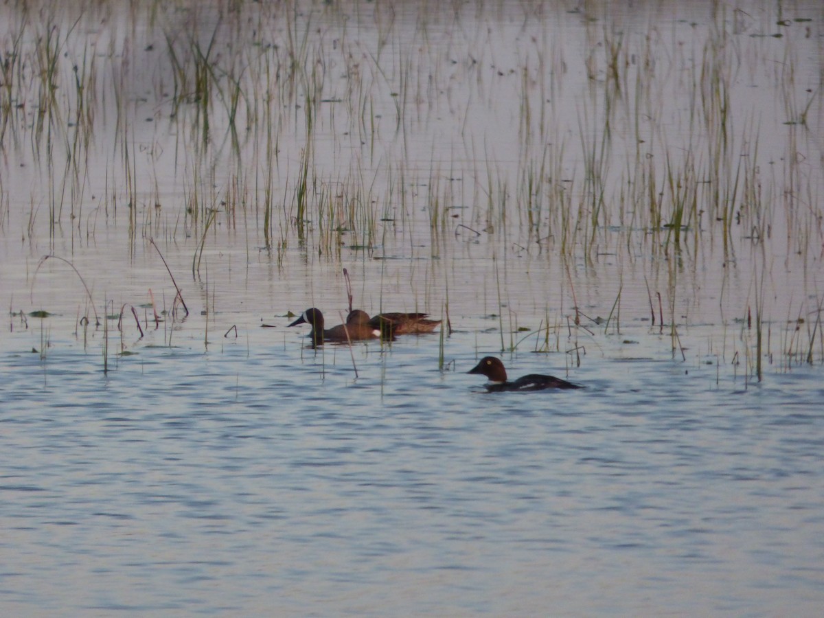 Blue-winged Teal - Marie  Adams