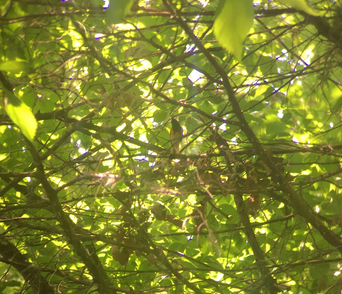 American Redstart - Rusty Derringer