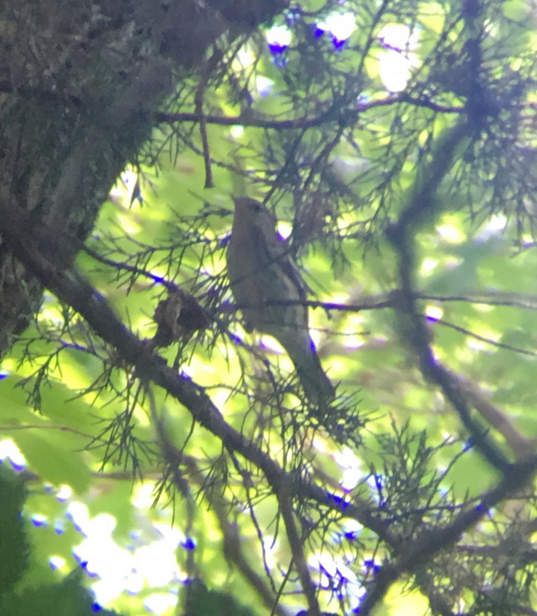 Blackpoll Warbler - ML236936451