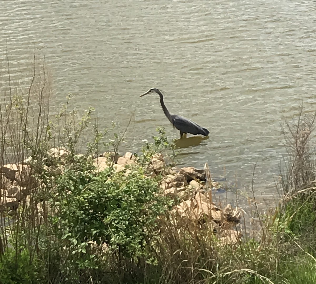 Great Blue Heron - ML236936951