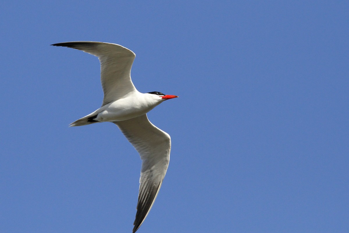 Caspian Tern - ML236938791