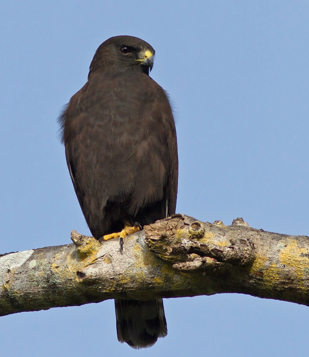Short-tailed Hawk - ML23693881