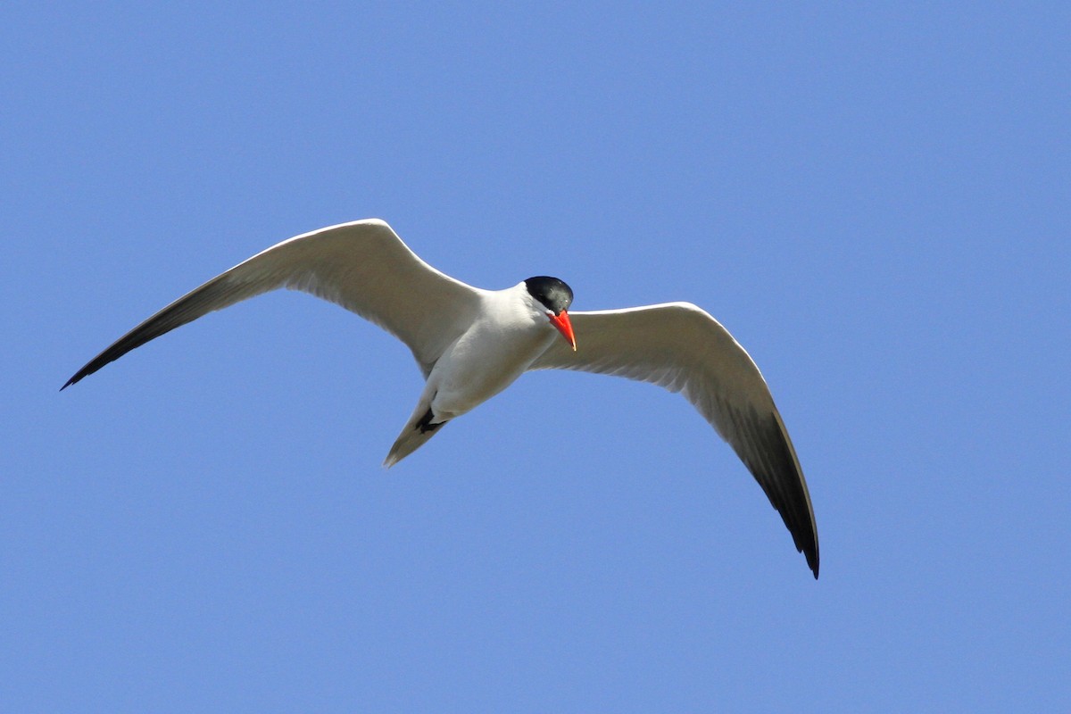 Caspian Tern - ML236938821