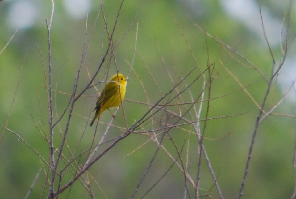 Yellow Warbler (Northern) - ML236938981