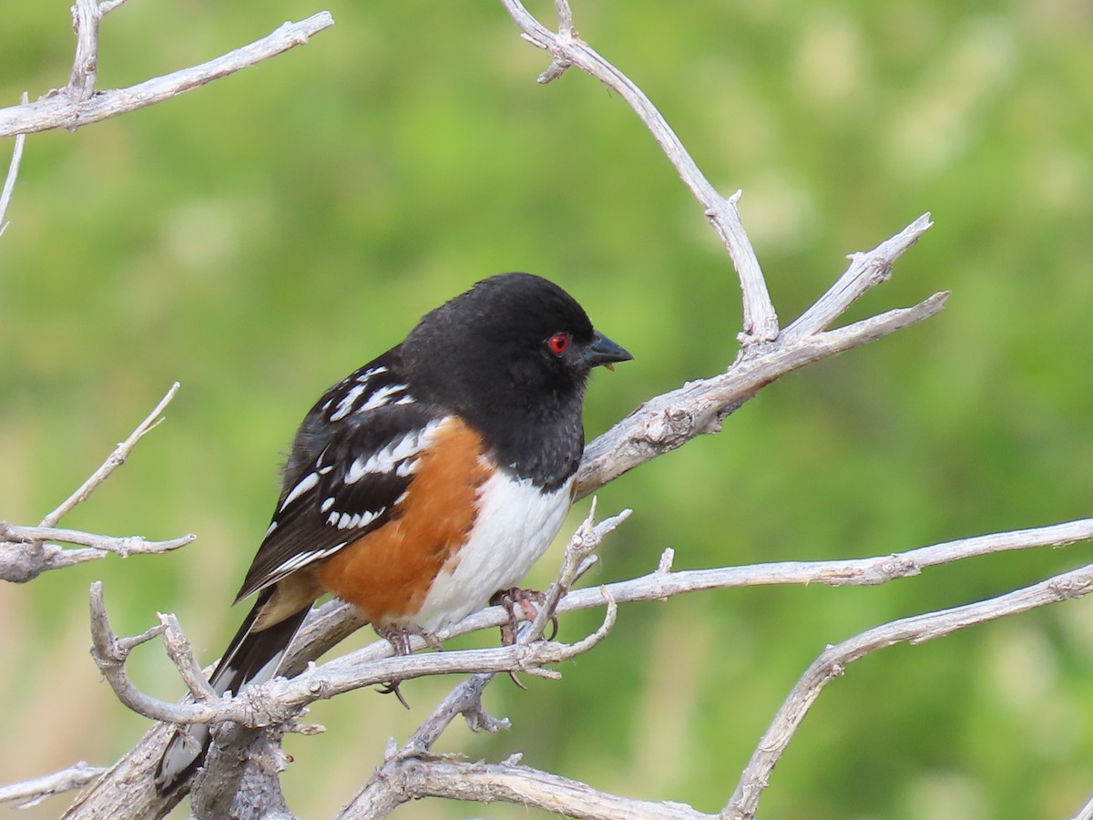 Spotted Towhee - ML236939681
