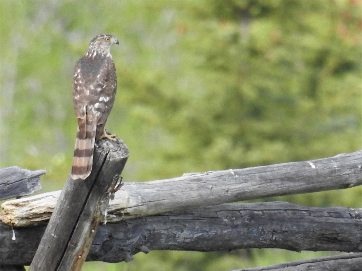 Cooper's Hawk - Tina Toth