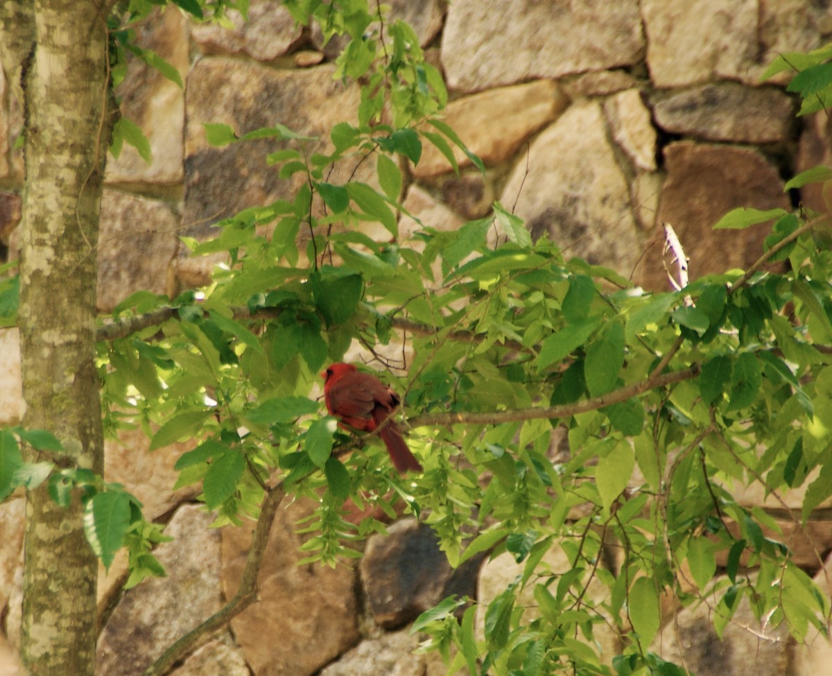 Northern Cardinal - ML236942781