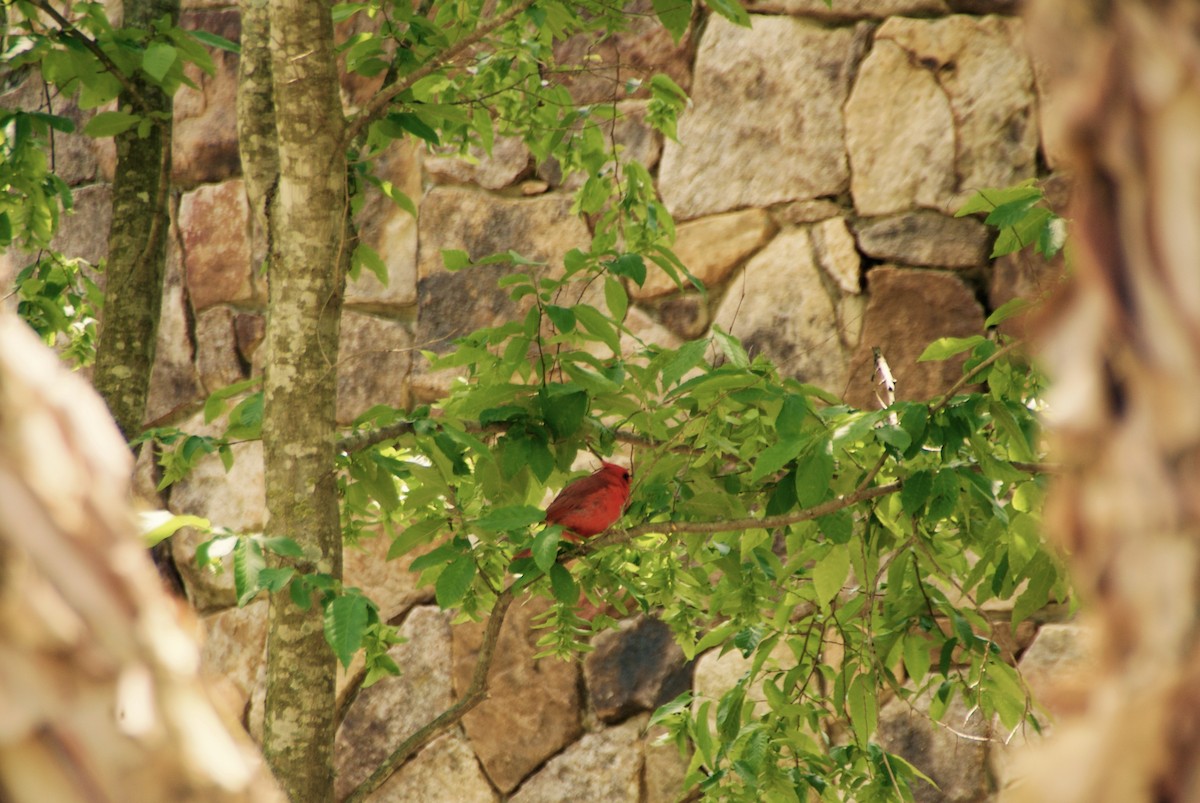 Northern Cardinal - ML236942791