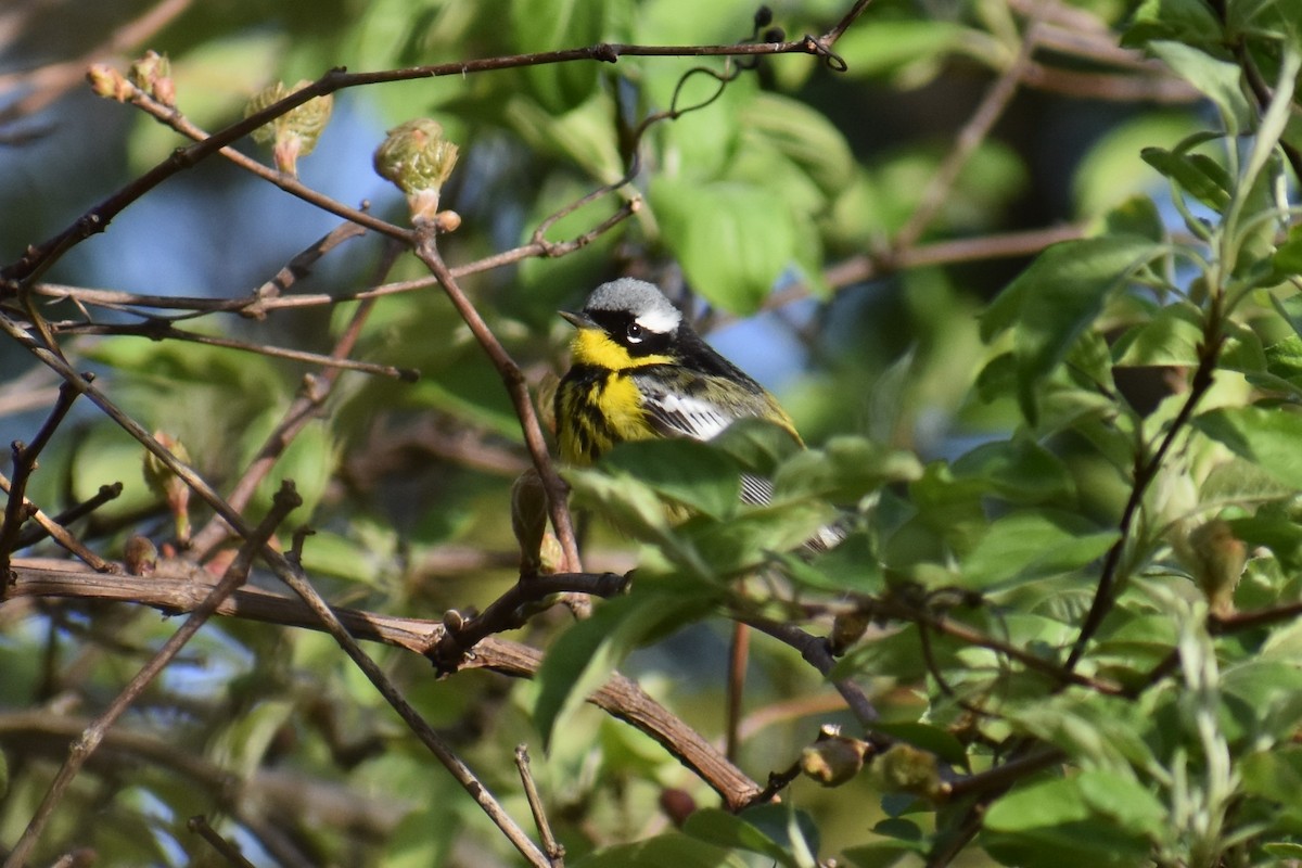 Magnolia Warbler - Terry Bohling