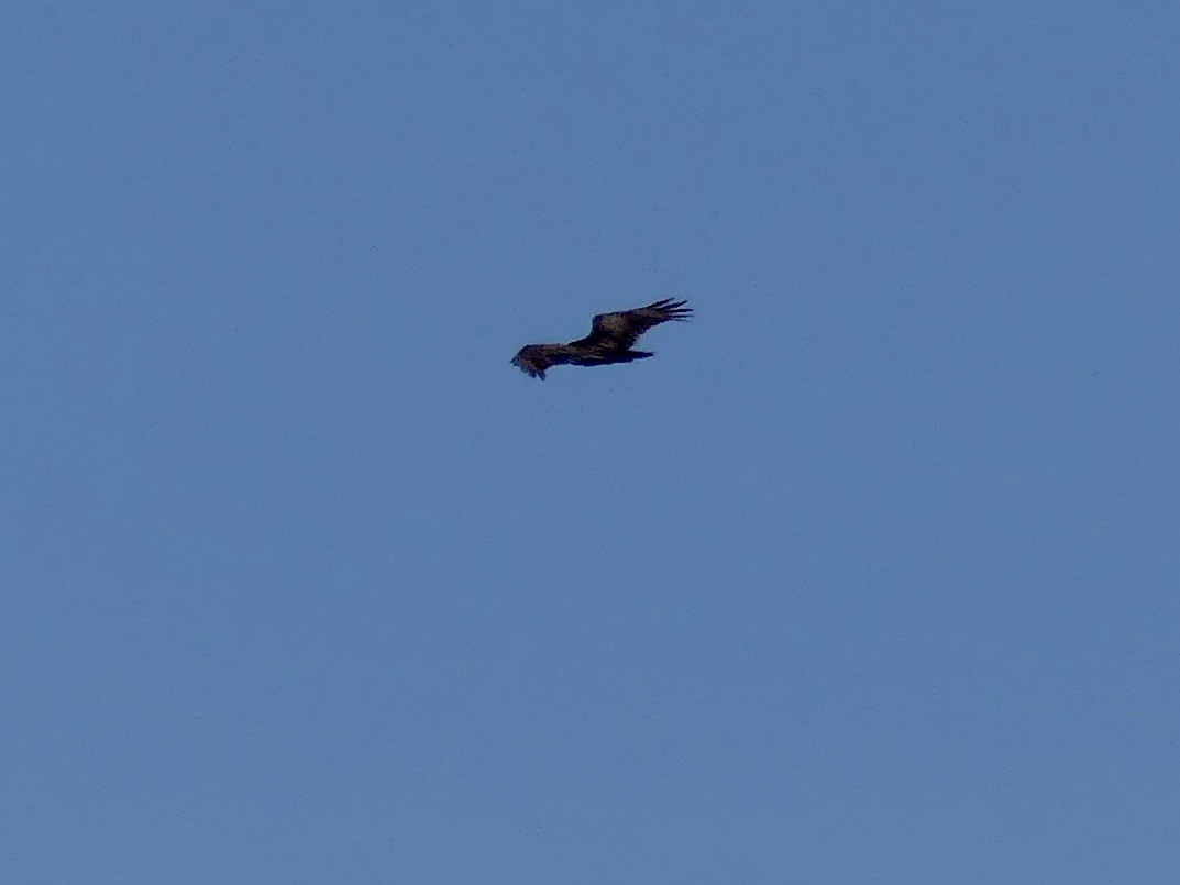 Turkey Vulture - ML236943011