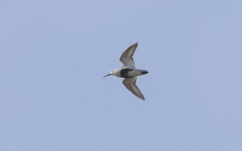 Dunlin - ML236943411