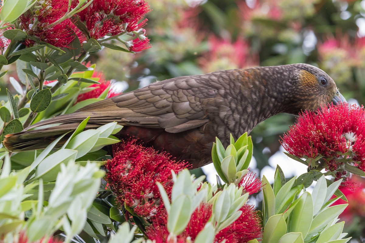 New Zealand Kaka - ML236943481