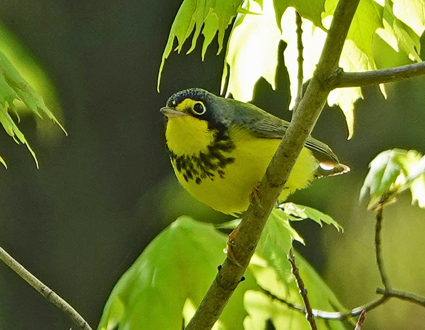 Canada Warbler - ML236943981