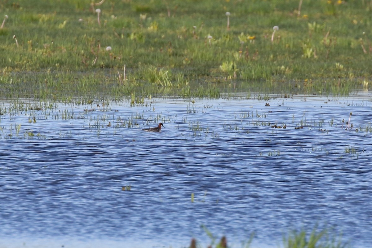 svømmesnipe - ML236944291