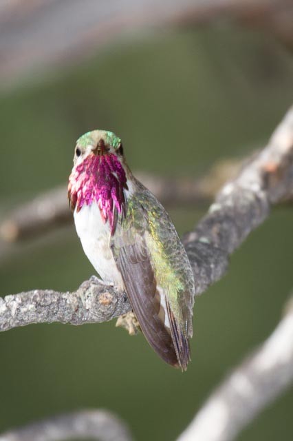 Calliope Hummingbird - ML236944481