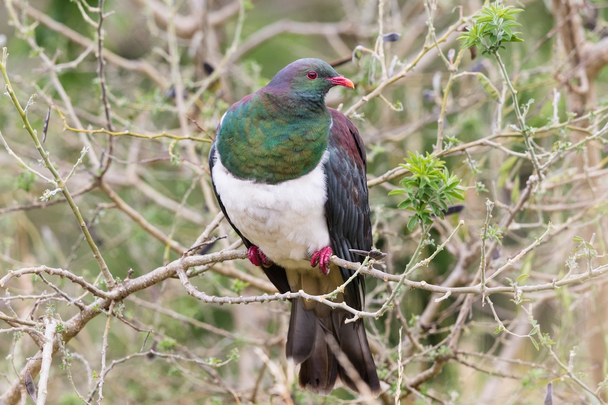 New Zealand Pigeon - Stefan Hirsch