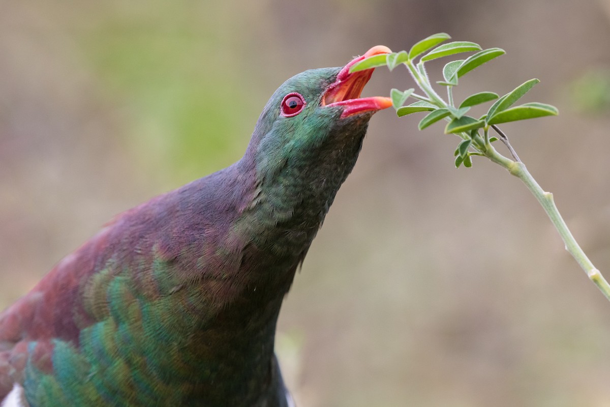 New Zealand Pigeon - Stefan Hirsch