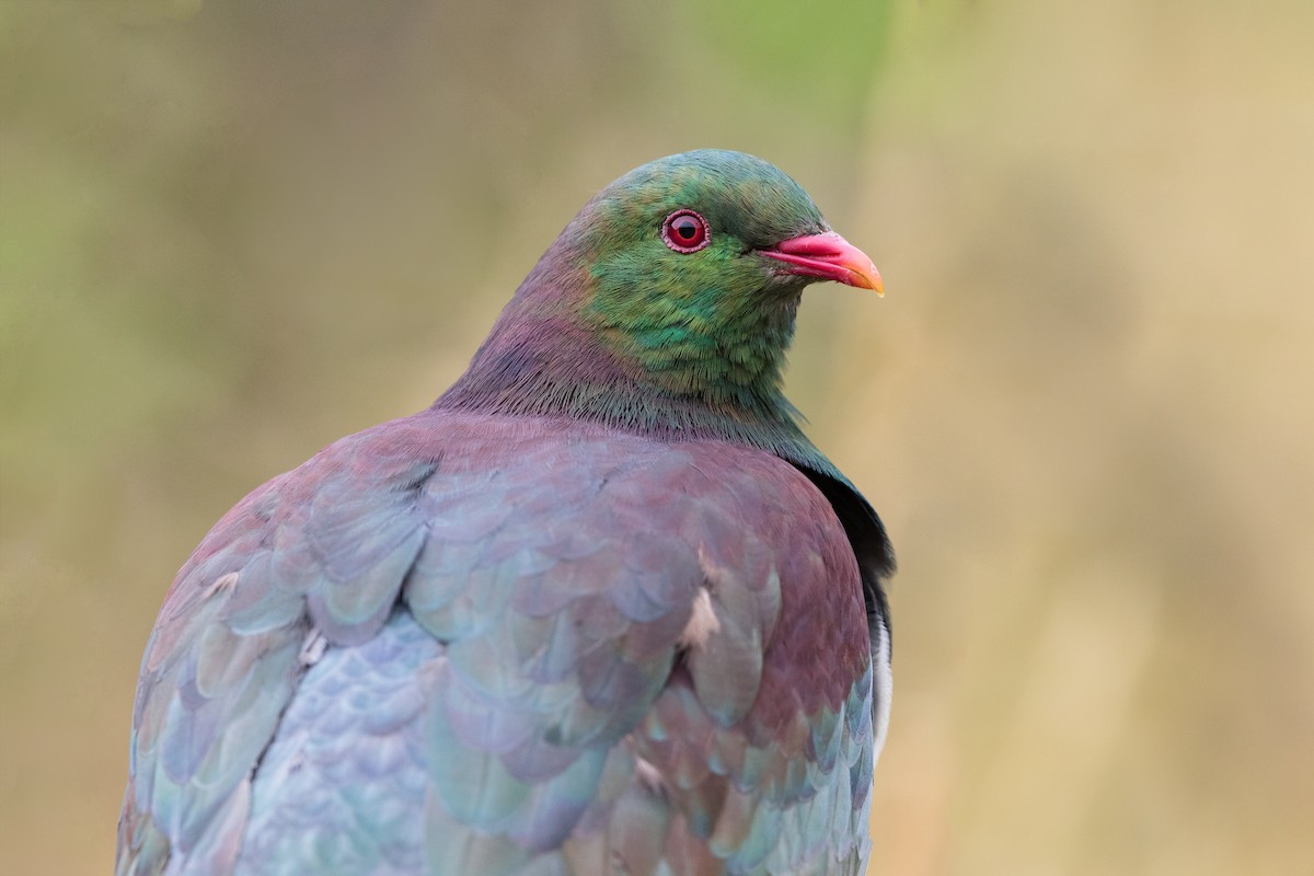 New Zealand Pigeon - Stefan Hirsch