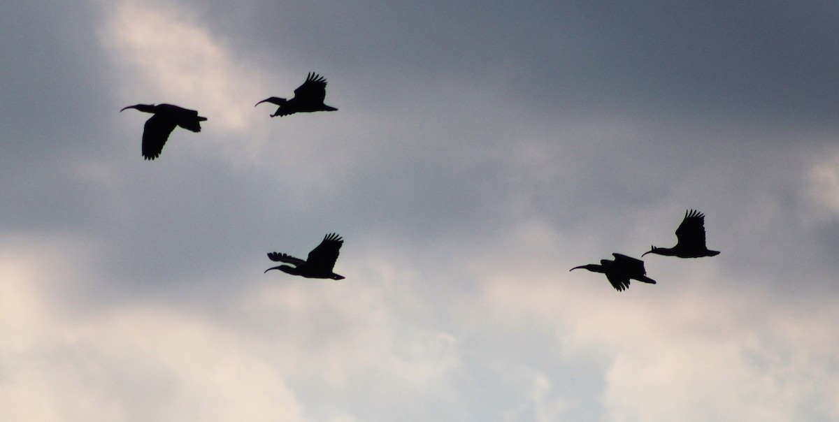 Plumbeous Ibis - ML236946071
