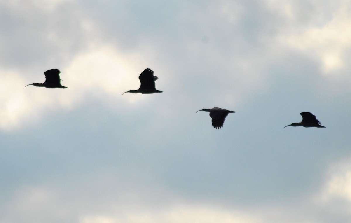 Plumbeous Ibis - ML236946661