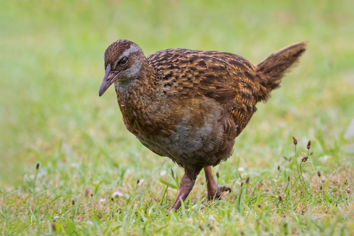 Weka - Stefan Hirsch