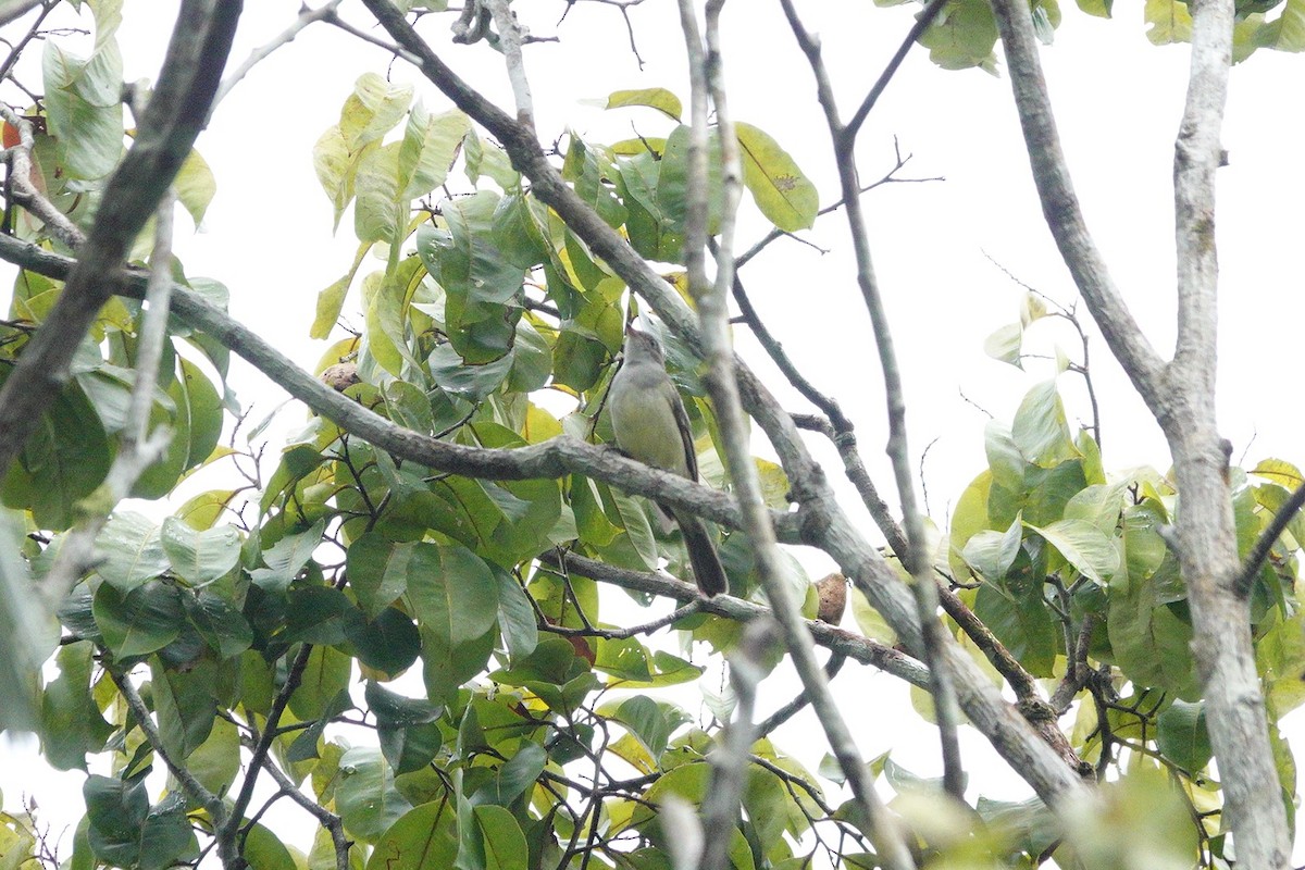 Large Elaenia - ML236948761