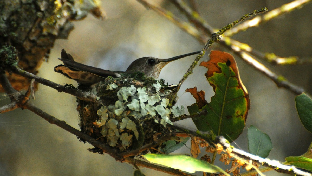 Anna's Hummingbird - ML236949961