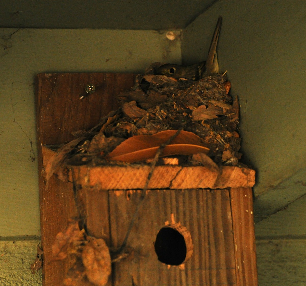 Western Flycatcher (Pacific-slope) - ML236950531