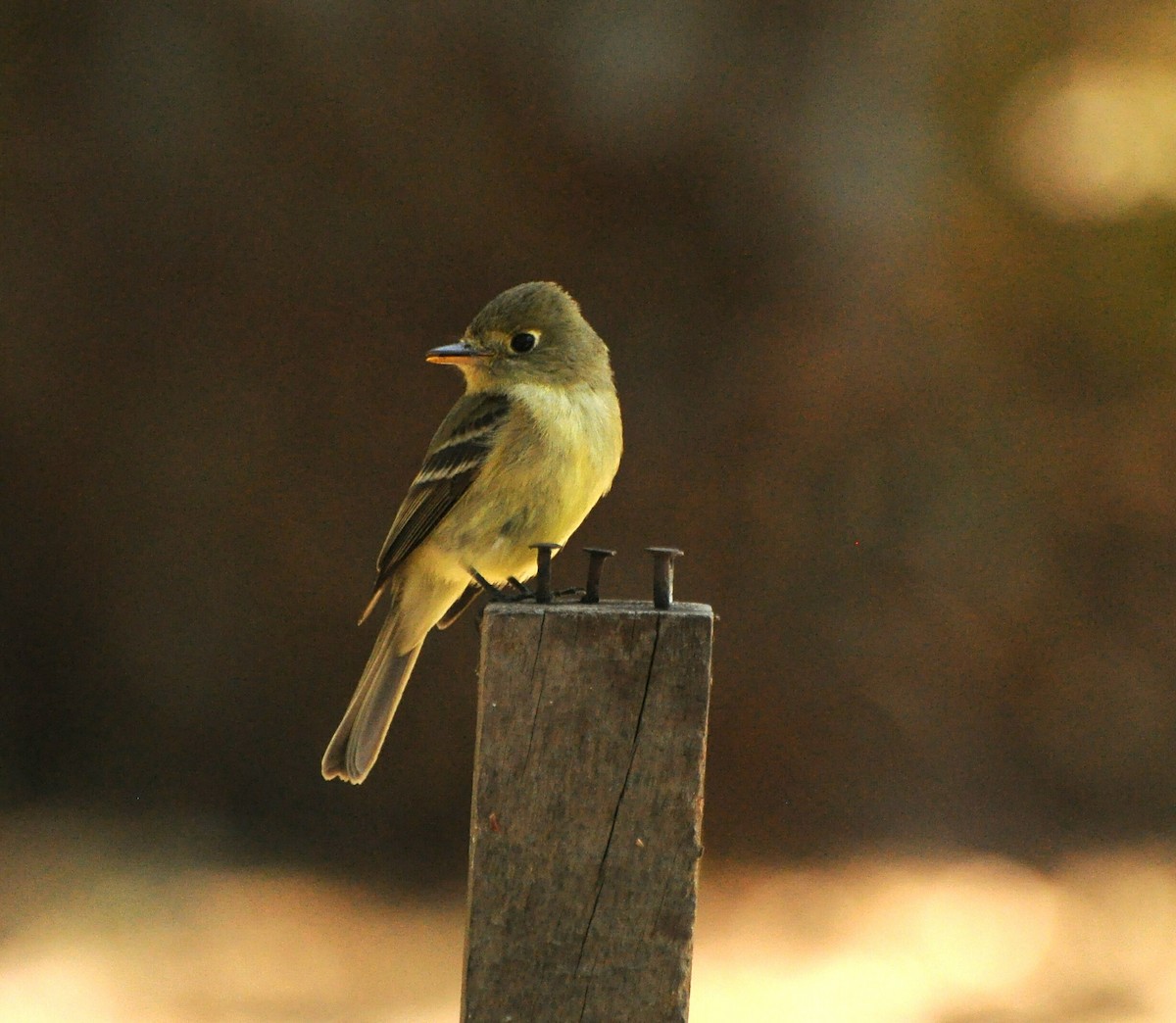 Western Flycatcher (Pacific-slope) - ML236950631