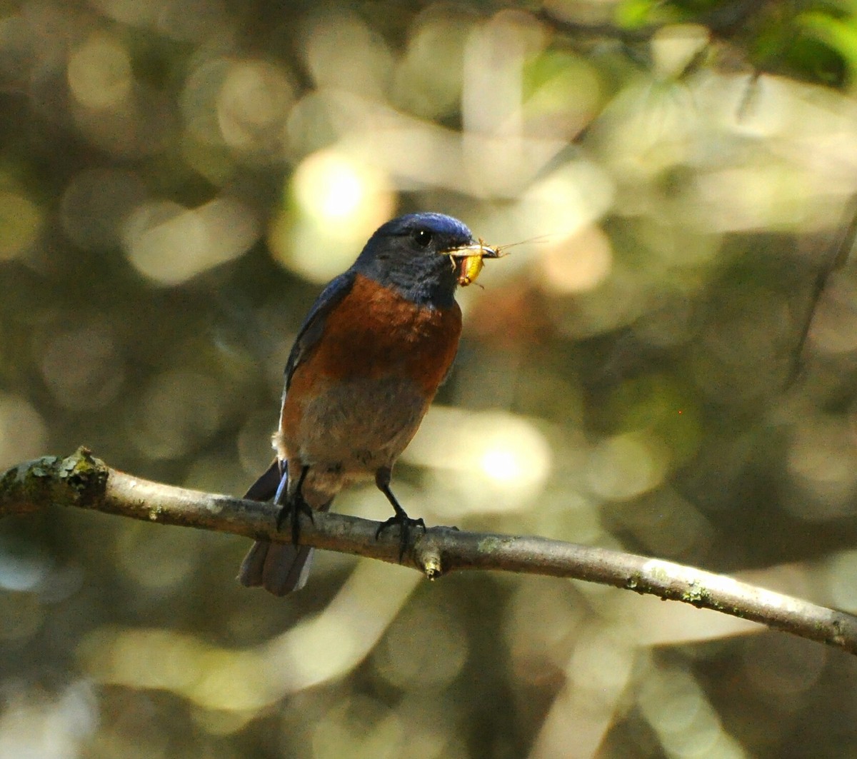 Western Bluebird - ML236951071