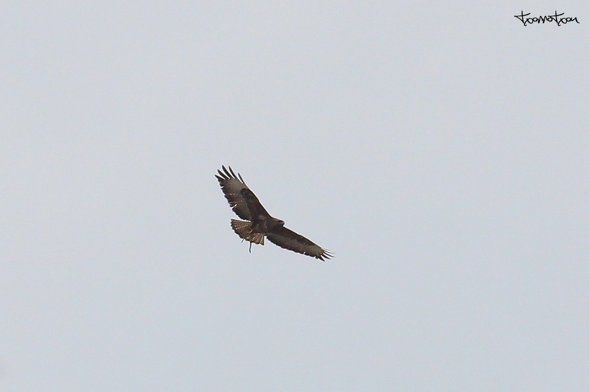 Common Buzzard - ML236952191