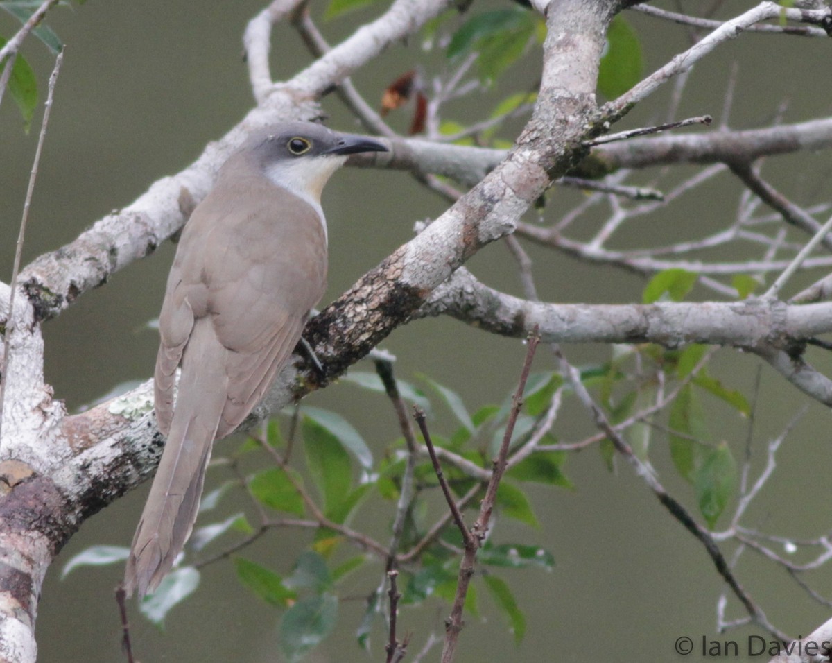 Dark-billed Cuckoo - ML23695401