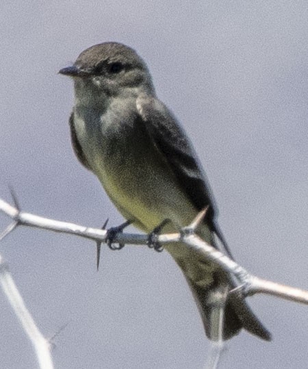 Western Wood-Pewee - LeRoy  Dorman