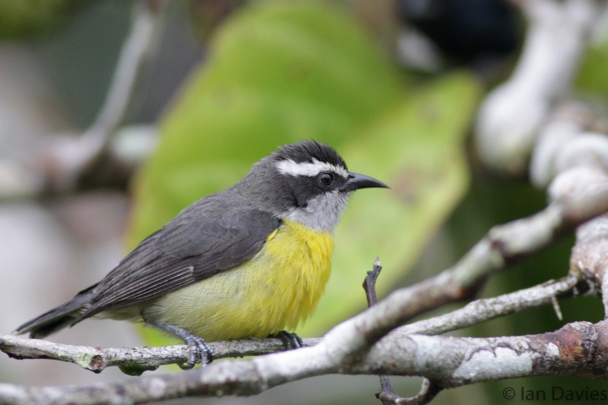 Bananaquit - ML23695421