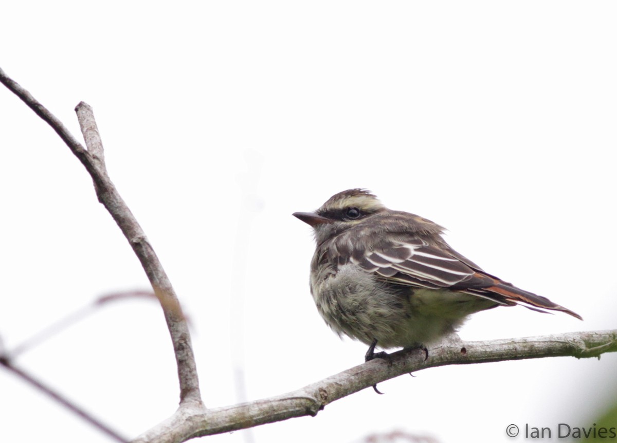 Variegated Flycatcher - ML23695441