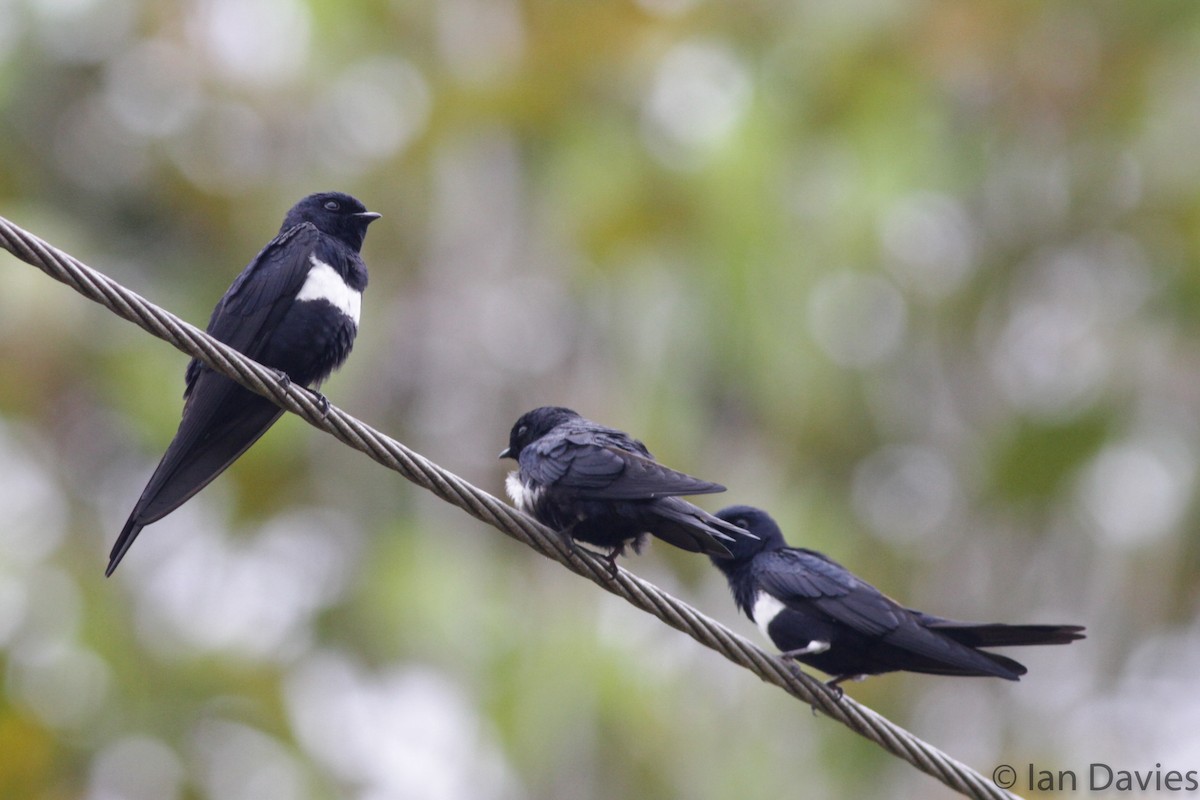 White-banded Swallow - Ian Davies