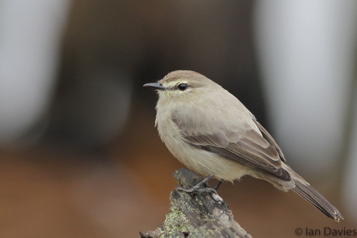 Drab Water Tyrant - Ian Davies