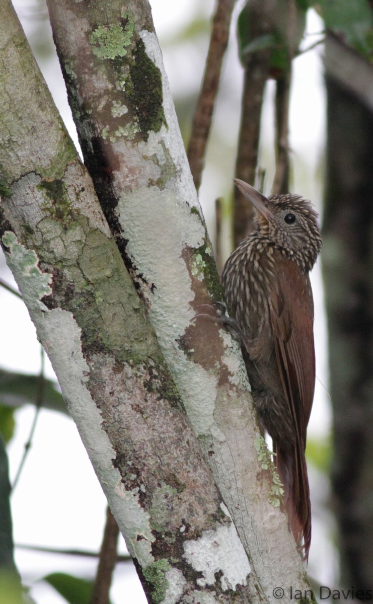 Striped Woodcreeper - ML23695491