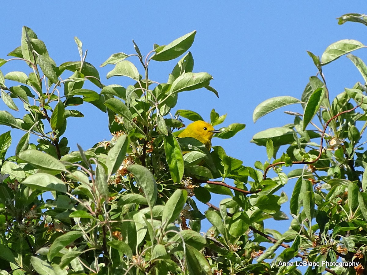 Yellow Warbler - ML236955281