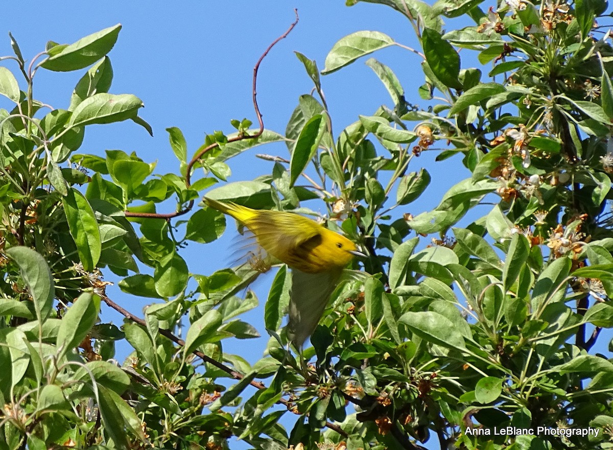 Yellow Warbler - ML236955331