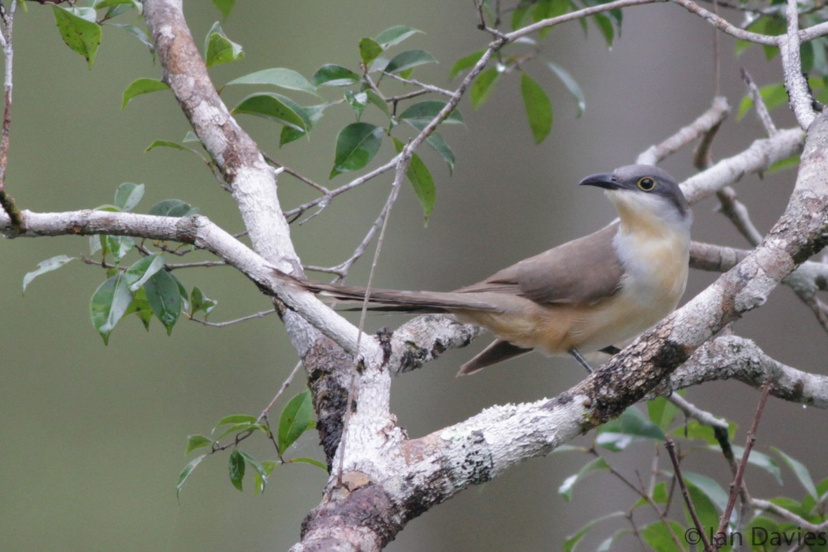 Dark-billed Cuckoo - ML23695581