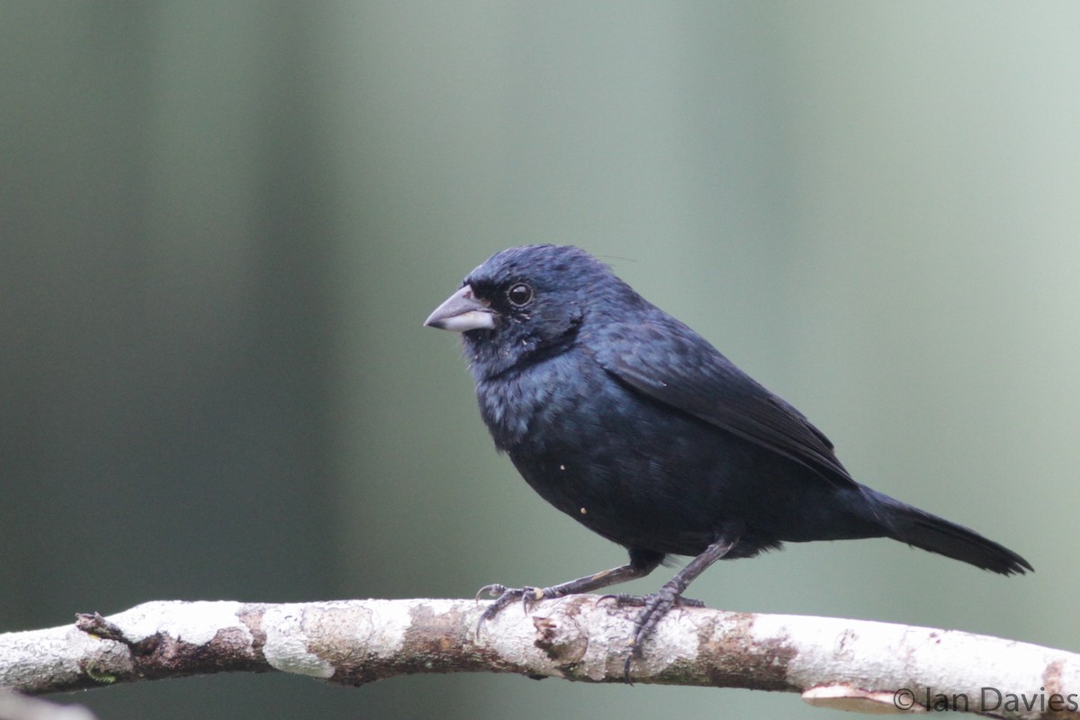 Blue-black Grassquit - ML23695591